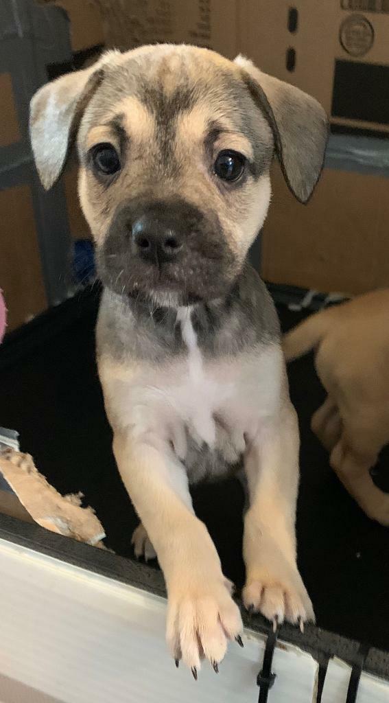 dachshund x french bulldog